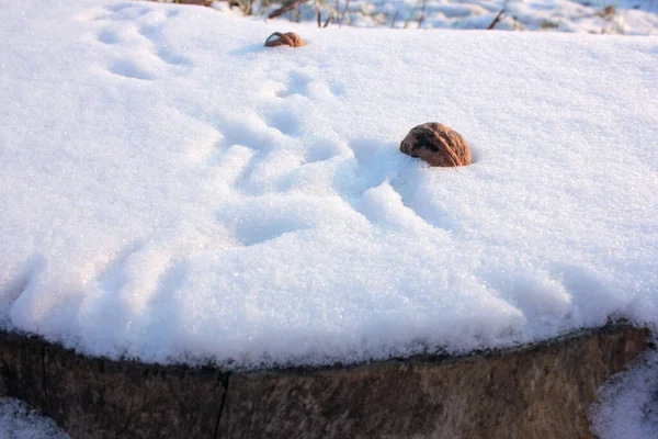 Valnöt Snöig Stubbe Parken Och Ekorrens Fotspår Snön Behandlar För — Stockfoto