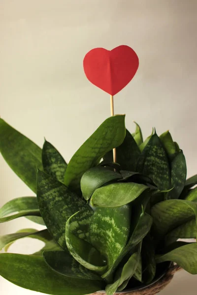Planta Suculenta Pote Coração Vermelho Pau Como Presente Para Dia — Fotografia de Stock