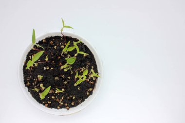 Beyaz arka planda büyüyen tepside Mung fasulyesi mikroçerezleri. Taze yeşil filizlenmiş fasulye. Toprakta büyüyen genç bir bitki. Süper yiyecek, vejetaryen ve sağlıklı beslenme konsepti. Üst görünüm, alanı kopyala
