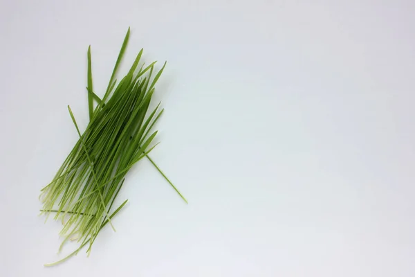 Oat Microgreens White Background Fresh Green Sprouted Oats Superfood Vegan — Stock Photo, Image