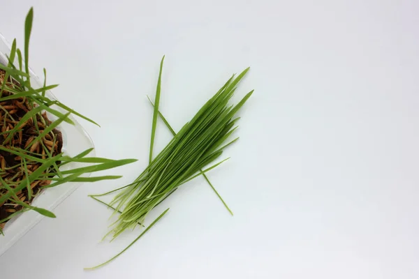 Oat Microgreens White Background Fresh Green Sprouted Oats Superfood Vegan — Stock Photo, Image