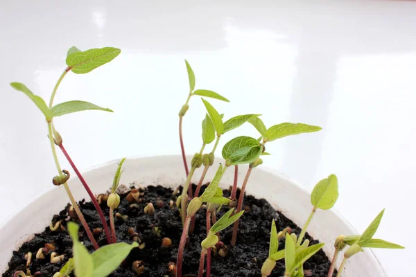 Microgreens Frijol Mungo Bandeja Cultivo Sobre Fondo Blanco Frijoles Mungo — Foto de Stock