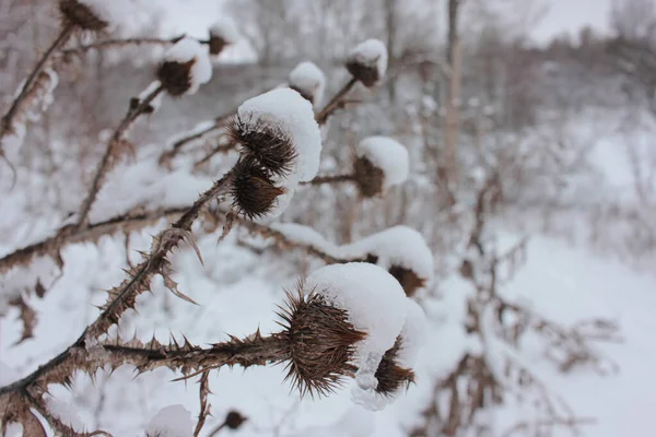 Snötäckta Torra Kardborretaggar Klättra Upp Vinter Monokroma Landskap — Stockfoto