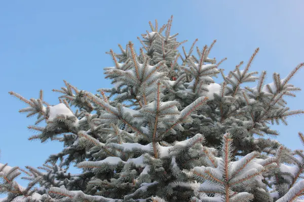 Śnieg Pokryte Niebieskie Gałązki Świerku Przeciwko Jasnoniebieskie Niebo Świąteczne Tło — Zdjęcie stockowe