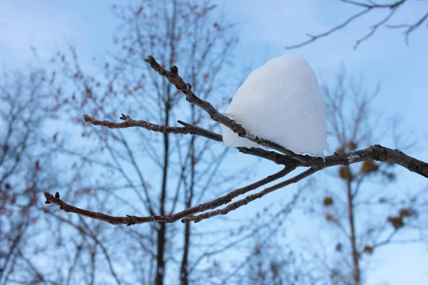 Montón Nieve Una Rama Sobre Fondo Cielo Azul Día Soleado —  Fotos de Stock