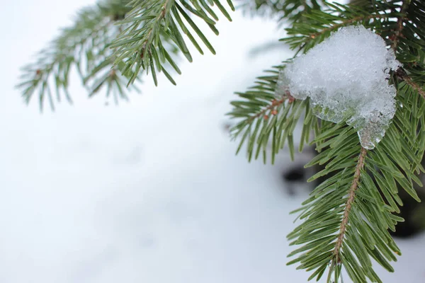 Topniejący Śnieg Gałęziach Świerku Nadchodzi Wiosna Zbliżenie Igieł Jodły Kroplą — Zdjęcie stockowe