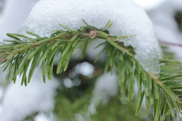 Derretimiento Nieve Ramas Abeto Primavera Viene Concepto Primer Plano Agujas —  Fotos de Stock