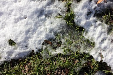 Baharda çimenlerin üzerinde eriyen karlar. Karda eriyen bir parça çimen. Güneşli bir gün.