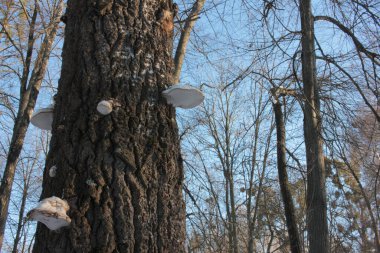 Güneşli bir günde mavi gökyüzüne karşı parktaki bir ağaçta beyaz Chaga mantarları. Kış ya da ilkbahar sezonu