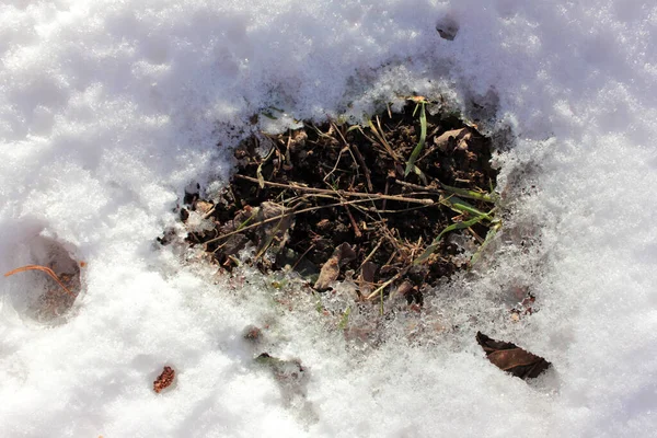 春の解凍中に緑の芝生の上で雪を溶かす 解凍雪の中の草のパッチ 晴れた日 — ストック写真