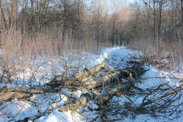 Viejo Árbol Caído Camino Cubierto Nieve Invierno Parque Primavera — Foto de Stock