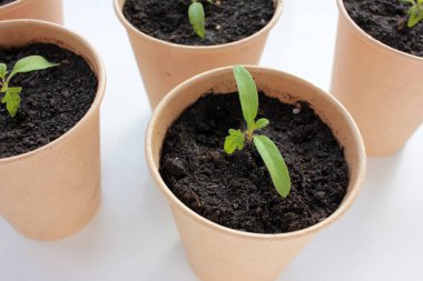 Beyaz arka planda kahverengi organik saksılarda domates tohumu. Mutfak penceresinin önündeki bahçede sebze yetiştiriyorum. Toprakta taze filizler. Üst görünüm, alanı kopyala