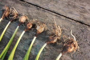 Kökleri ve yeşil sapları olan sümbül çiçekleri ve eski ahşap arka planda bahçe işleri için küçük kürekler. Üst Manzara. Boşluğu kopyala