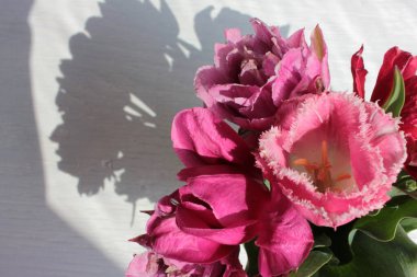 Pembe Terry lale çiçekleri güzel gölgeli beyaz ahşap bir arka planda. Boşluğu kopyala