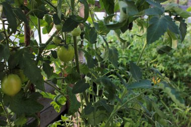 Domates ve salatalıklar DIY arka bahçesinde yetişiyor..