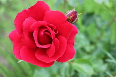 Yaz bahçesinde kırmızı gül açıyor. Güzel çiçeğe yakın çekim. Doğal çiçekli tatil geçmişi.