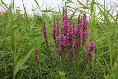 Nehrin üzerinde mor çiçekler. Yaz manzarası. Willonerb Parlak çiçekli şifalı bitki