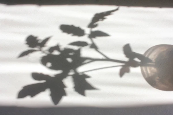 Plant shadow on white background. Young tomato sprout in a pot shadow. Direct light. Blurred