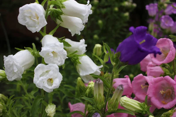 Campanula champion, Canterbury Bells, or Bellflower in the spring or summer garden. Close-up of pink, purple, white bell-shaped flowers. Natural floral background