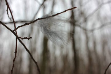 Açık gri kuşun tüyü bir dala takıldı. Yatıştırıcı bahar manzarası. Rüzgarlı bir hava. Doğal bulanık arkaplan. 