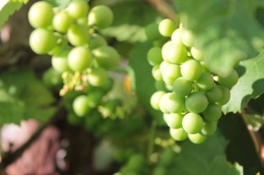 Yaz bahçesindeki sarmaşıkta bir demet olgunlaşmamış üzüm. Doğal bulanık arkaplan