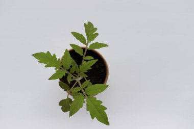 Beyaz arka planda kahverengi organik saksılara domates filizleri serpiştirmek. Mutfak penceresinin önündeki bahçede sebze yetiştiriyorum. Toprakta taze filizler. Üst görünüm, alanı kopyala