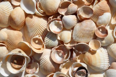 Sahildeki deniz kabuklarına yakın çekim. Kabuk arka planı. Yaz tatili kavramı. Sert ışık. Güneşli bir gün