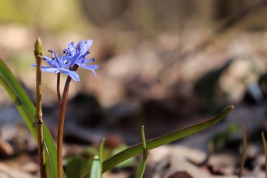 Ormanda bahar mavisi çan şeklinde çiçekler. Scilla Bloom 'a yakın çekim. Doğal çiçek arkaplanı