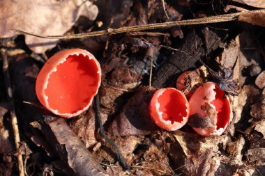 Meşedeki kırmızı mantarlar bahar ormanında arka planda kalır. Kırmızı elf fincanı, Sarcoscypha austriaca veya Sarcoscypha coccinea eadible mantar.
