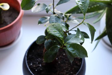 Ficus beyaz arka planda siyah bir tencerede. Pencere kenarındaki yapraklara su damlatan yeşil bir bitki.