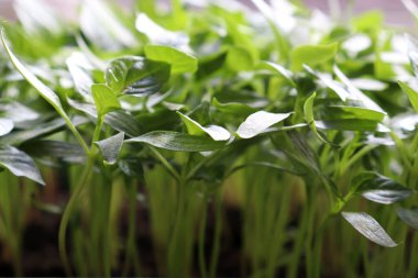 Genç dolmalık biberler filizlenir. Yeşil yapraklar arka plan. Bahar ekimi