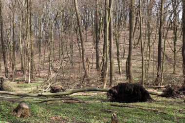 Ağaç rüzgar tarafından sökülmüş. Bahar veya yaz ormanlarında kökleri olan devrilmiş bir ağaç. Fırtına ya da kasırga etkisi
