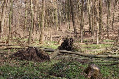 Ağaç rüzgar tarafından sökülmüş. Bahar veya yaz ormanlarında kökleri olan devrilmiş bir ağaç. Fırtına ya da kasırga etkisi