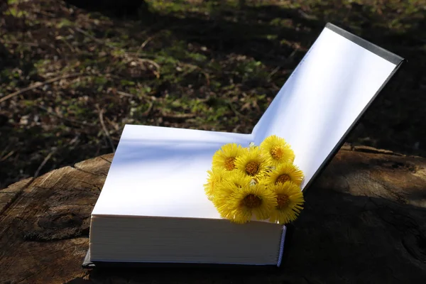 Livro Aberto Com Flores Amarelas Frescas Toco Primavera Jardim Verão — Fotografia de Stock