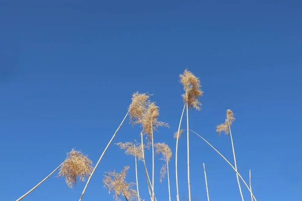 Reed Wind Pampas Grass Bright Blue Sky Copy Space Natural — Stock Photo, Image