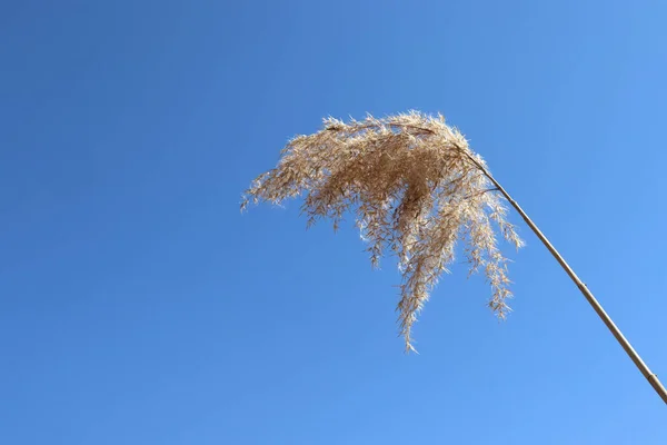 Reed Wind Pampas Erba Contro Cielo Blu Brillante Ricevuto Sfondo — Foto Stock