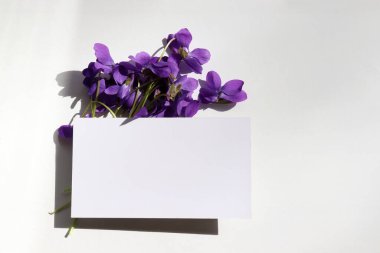 Bahar ya da yaz, beyaz arka planda boş kağıt ve mor çiçeklerle dolu bir hayat. Davetiye ve bir buket viyola hazırla. Sert ışık, gölge. Üst görünüm, alanı kopyala