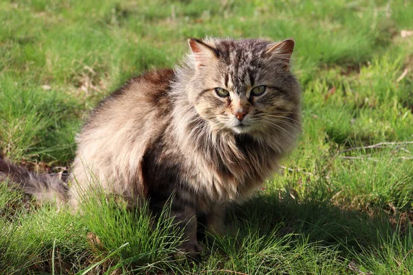 Porträtt Grå Fluffig Katt Grönt Gräs Sommaren Gräsmatta — Stockfoto