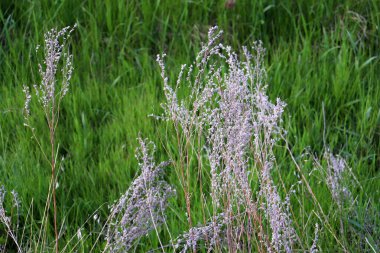 Kuru çimenler ve rüzgarda taze yeşil çimenler. Doğal yaz çimenleri