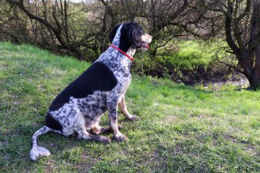 Yeşil çimenler ve arka planda siyah beyaz benekli köpeğin profil portresi.