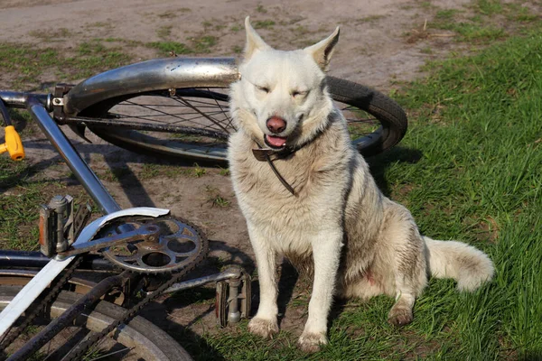 White Dog Bicycle Green Grass Background Travel Pet — Stock Photo, Image