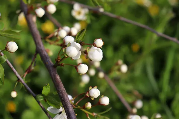 Vadcseresznye Fehér Rügyekkel Tavaszi Zöldellő Háttérrel Virágzó Gyümölcsfa Kertben — Stock Fotó