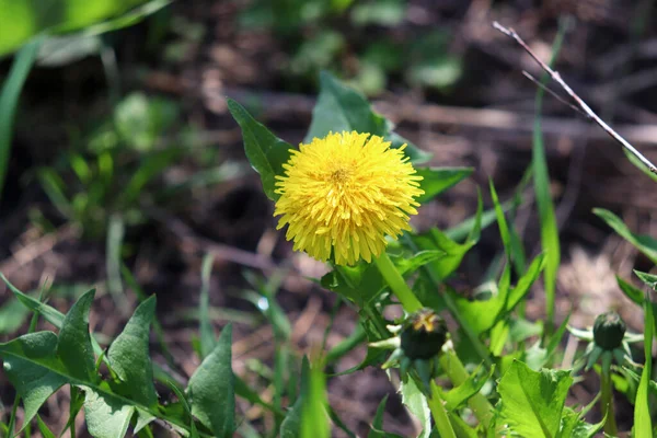 Primo Piano Del Dente Leone Nell Erba Fiore Giallo Nel — Foto Stock