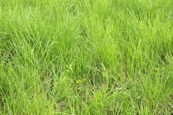 Natürliche Grüne Gras Hintergrund Frisches Neues Gras Wind — Stockfoto