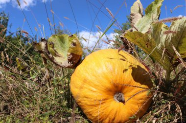 Tarladaki çimlerin üzerinde balkabağı ve beyaz bulutlu mavi gökyüzü. Sonbahar manzarası
