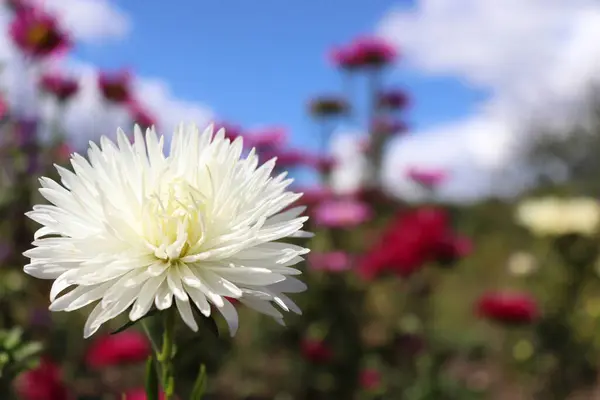 Witte Broodrooster Bloem Tegen Blauwe Lucht Met Wolken Herfst Bloemen — Stockfoto