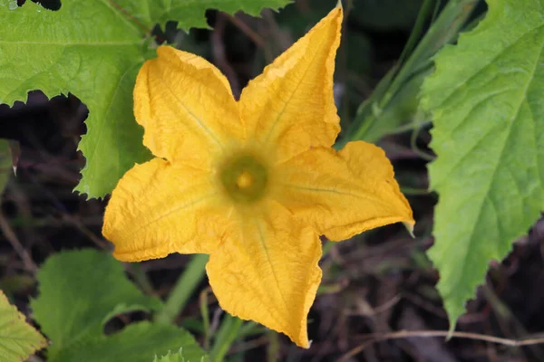 Flor Amarilla Calabaza Creciendo Jardín Vista Superior — Foto de Stock