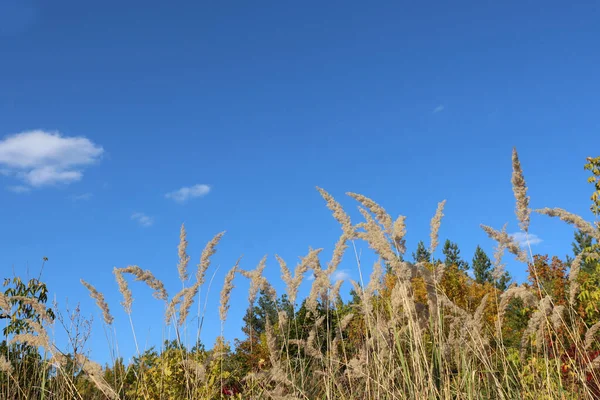 Decorative Pampas Grass Bright Blue Sky Background Copy Space Summer — Photo