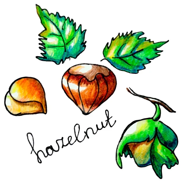 fındık
