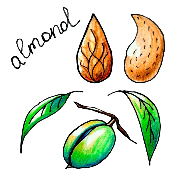 Almond — Stock Vector